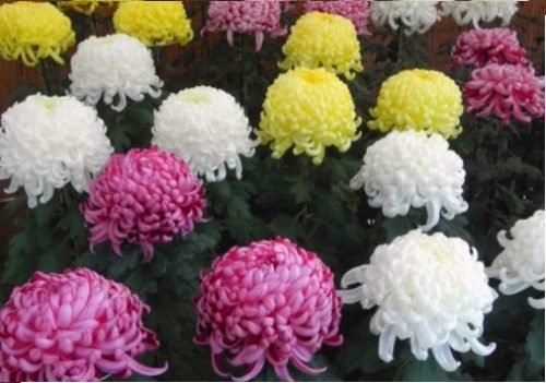 Không phải hoa anh đào, hoa cúc mới thực sự là quốc hoa của đất nước Nhật Bản