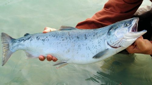 Cá hồi là một trong những nguyên liệu chính để làm Sashimi